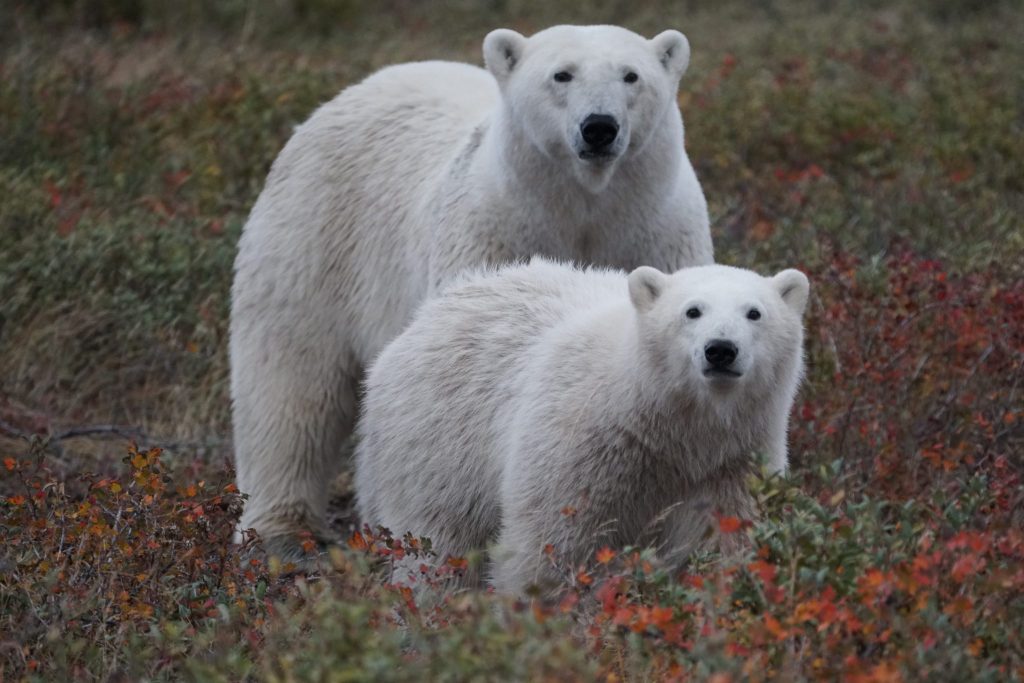 polar bear facts