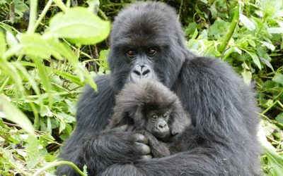 Gorillas