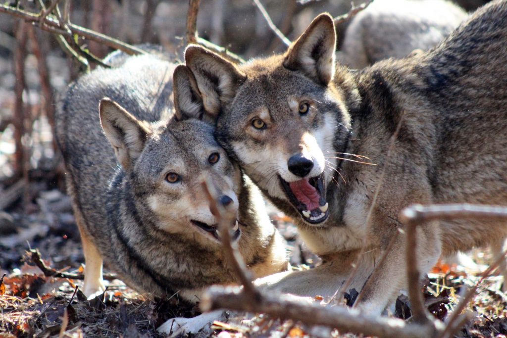 Red wolf breeding pair