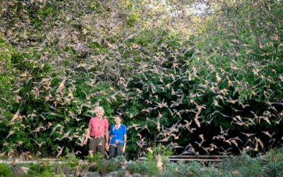 Bracken Cave: See the Most Bats in the World!