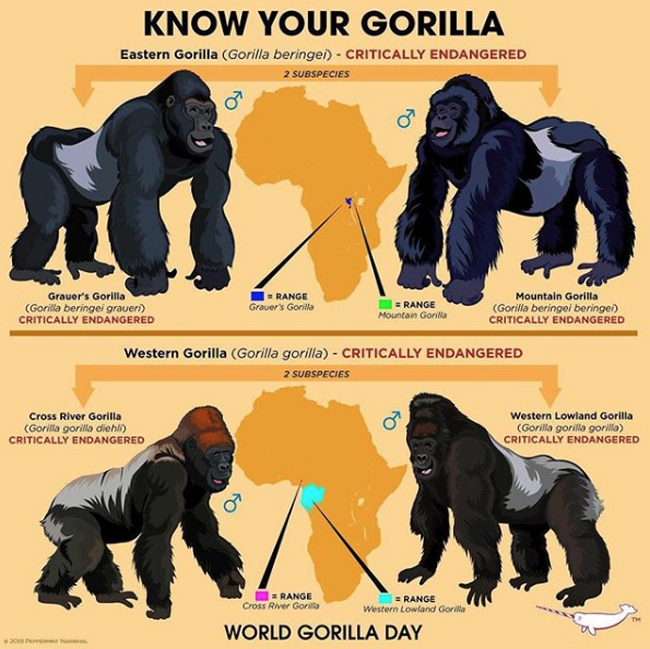 gorilla facts