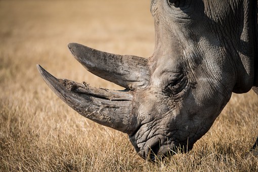 rhino facts