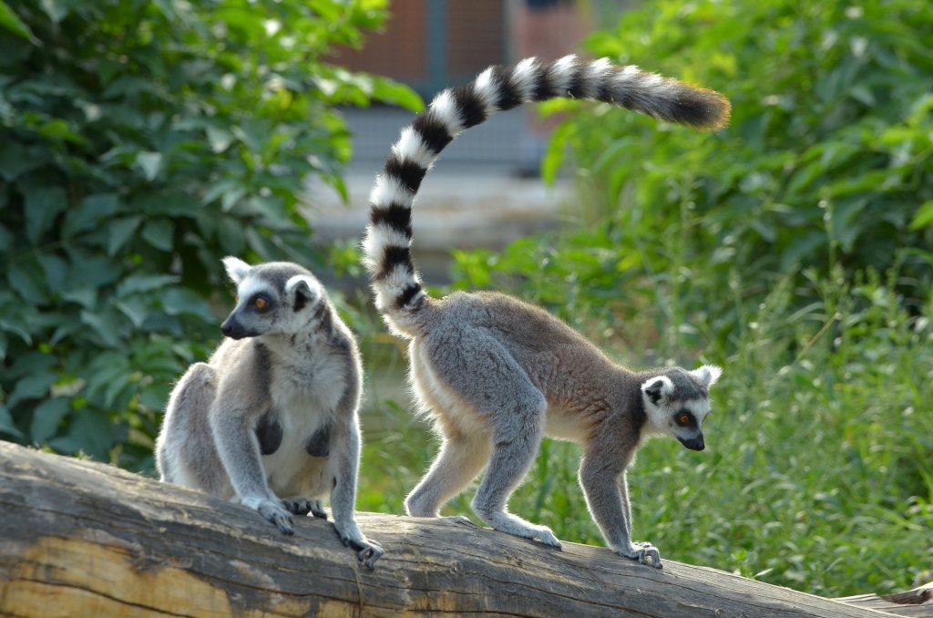 lemur facts