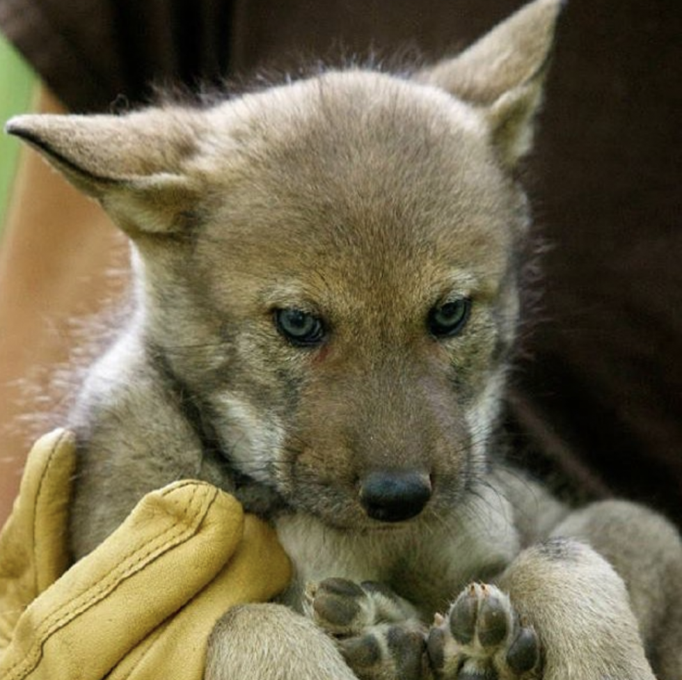 Red wolf facts: the most endangered wild animal in the US