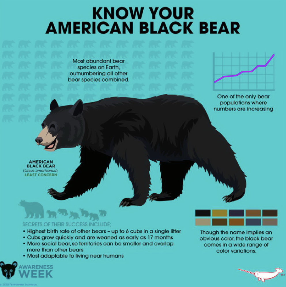 black bear facts