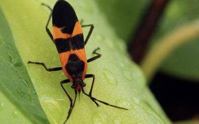 Garden Bugs Come In All Colors! Discover Why.