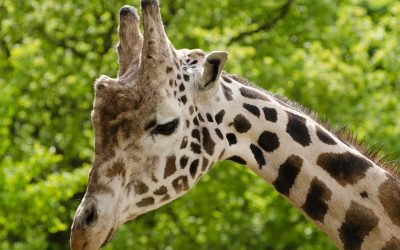 Giraffes