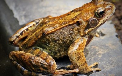 Frog Skin: The Ultimate In Recycling