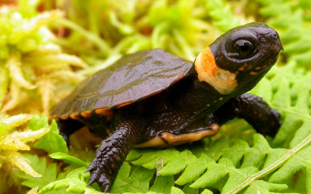 Bog Turtles