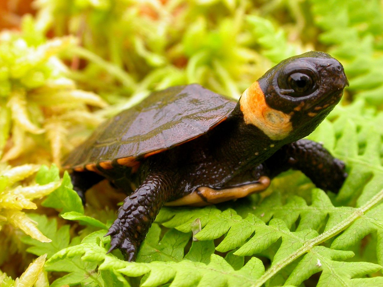 Bog Turtles: Discover their Fascinating World