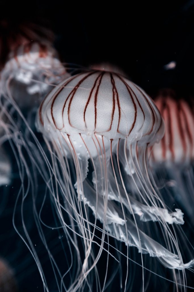 jellyfish facts