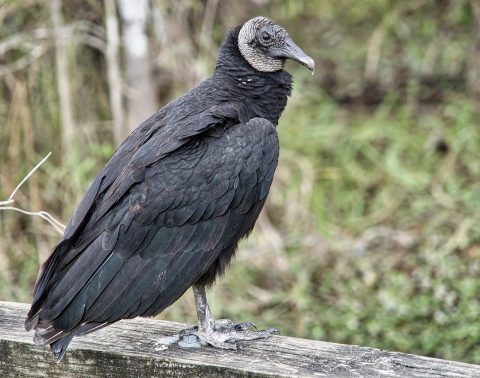 Vulture Facts. Why are vultures so misunderstood?