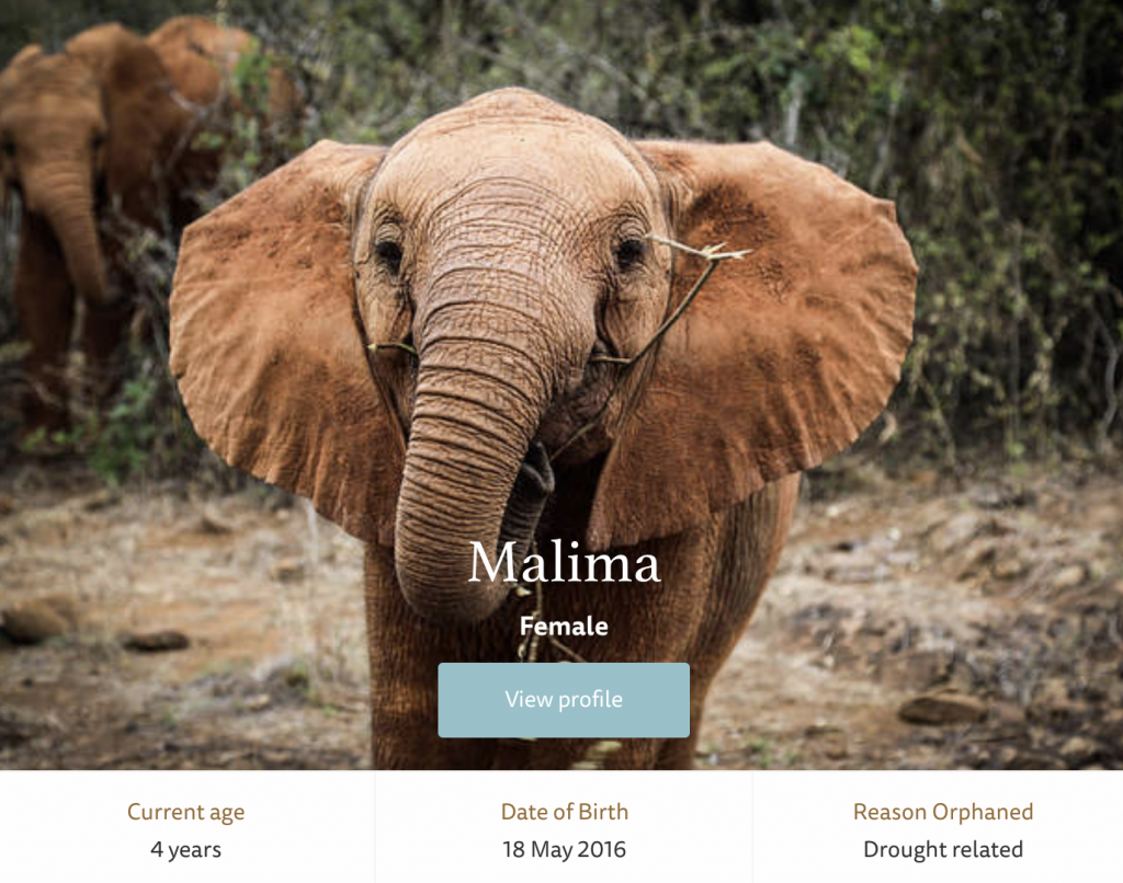 elephant facts