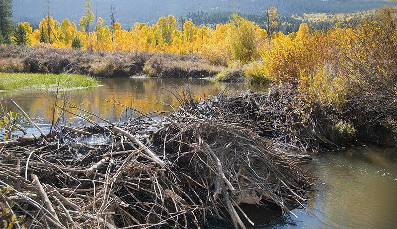 Why Do Beavers Build The Most Amazing Dams?