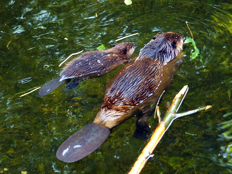beaver facts