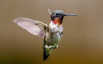 When & How To Put Out Hummingbird Feeders (Updated 2023)