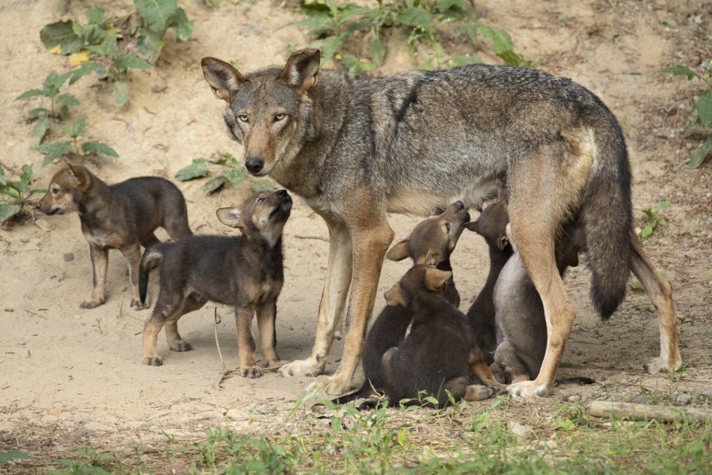 what are red wolves endangered