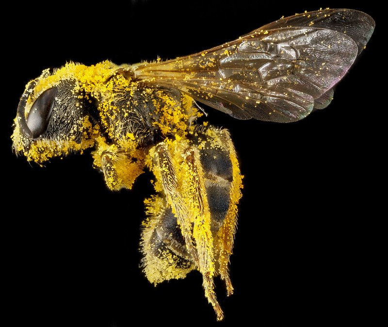 insect pollinator