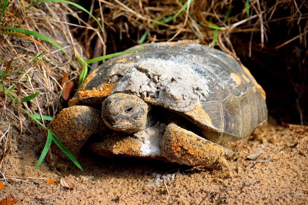 tortoise vs turtle