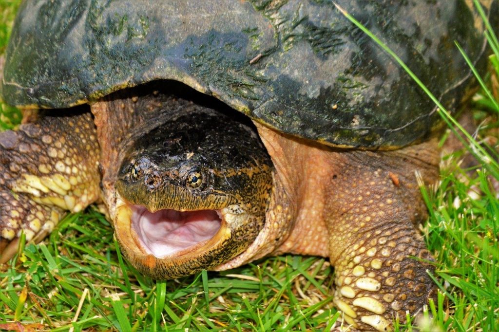 do turtles have teeth