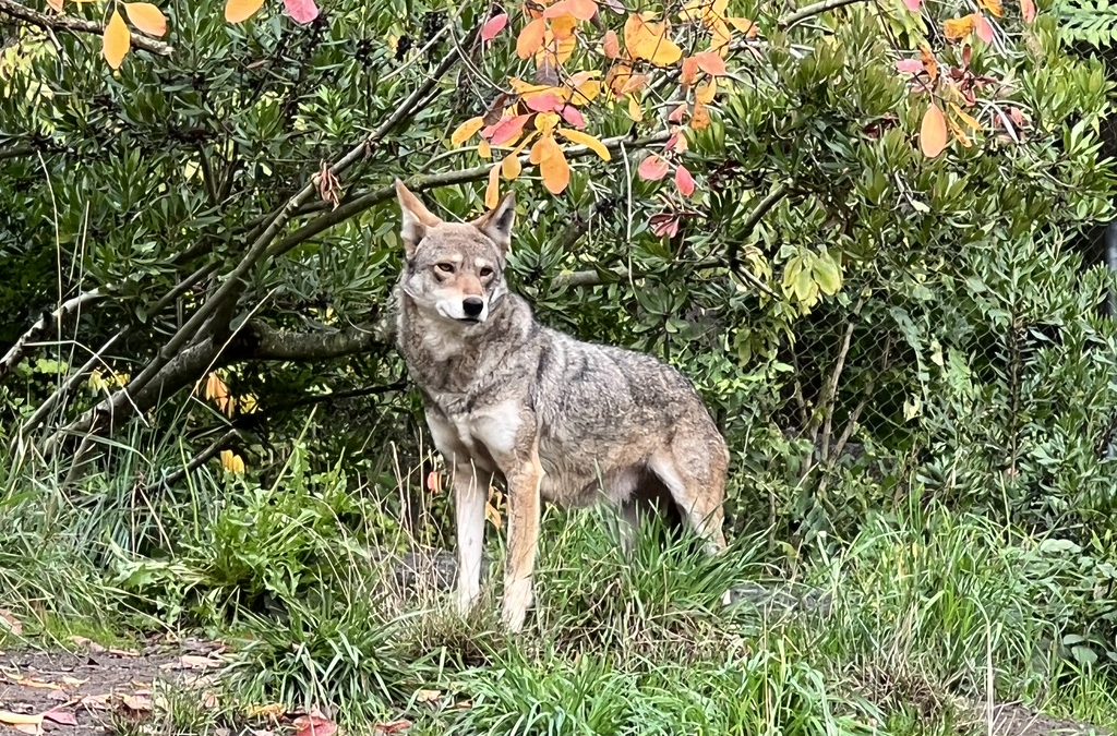 Beautiful Washington RV Camping & Sensational Red Wolves