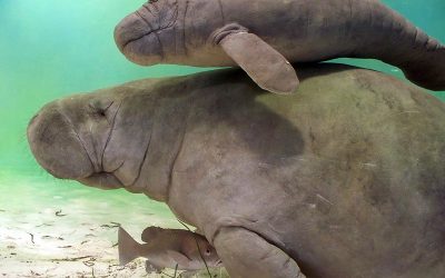 The Best Seven Manatee Facts