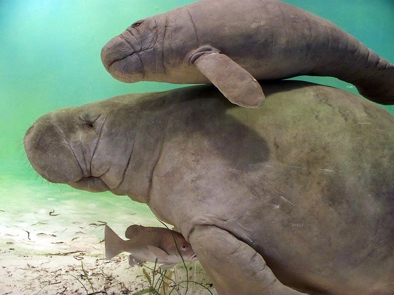 The Best Seven Manatee Facts
