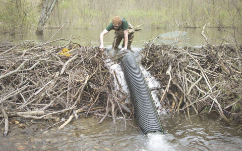 Why Do Beavers Build The Most Amazing Dams?