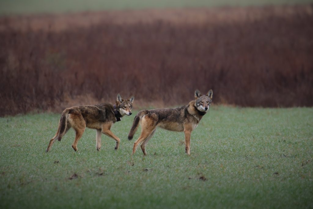 endangered red wolves