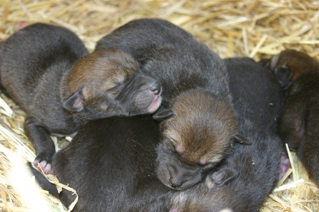 endangered red wolf pups