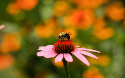The Fascinating World of Bees as Pollinators