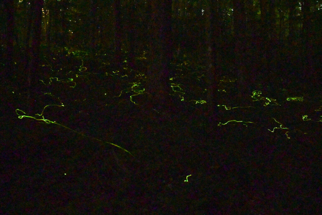 blue ghost fireflies