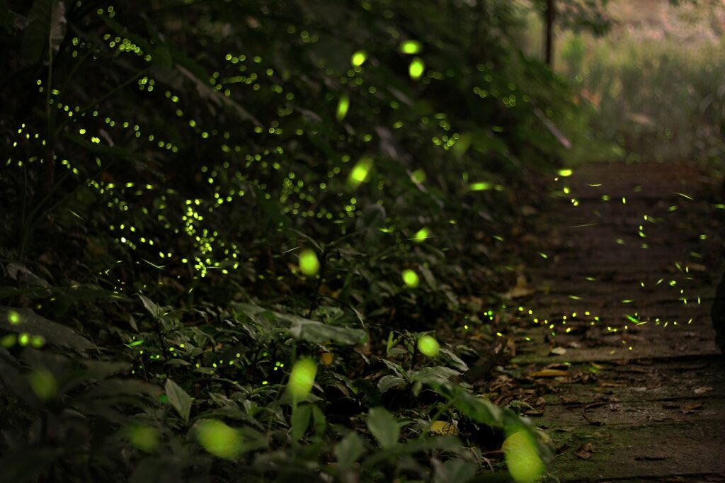 Facts about fireflies