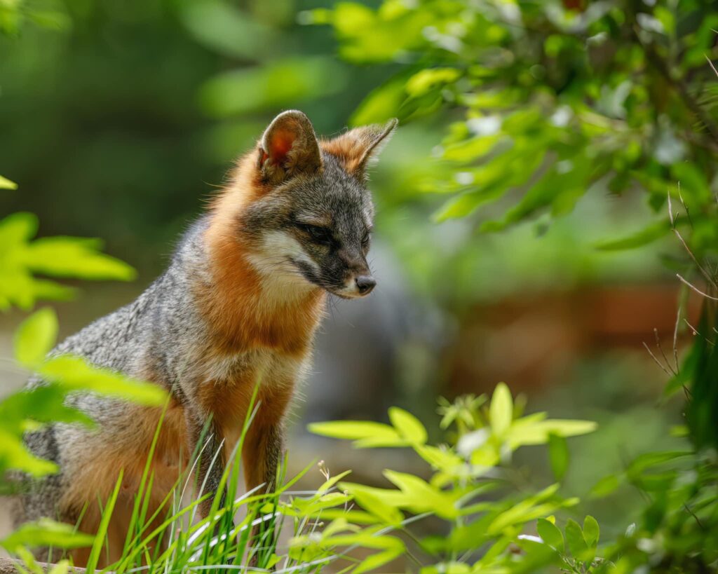 gray foxes