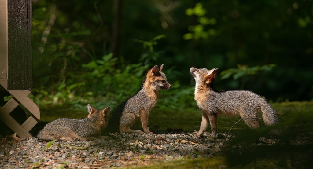 gray foxes