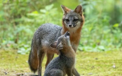 Gray Foxes: The Joy of Living with Them