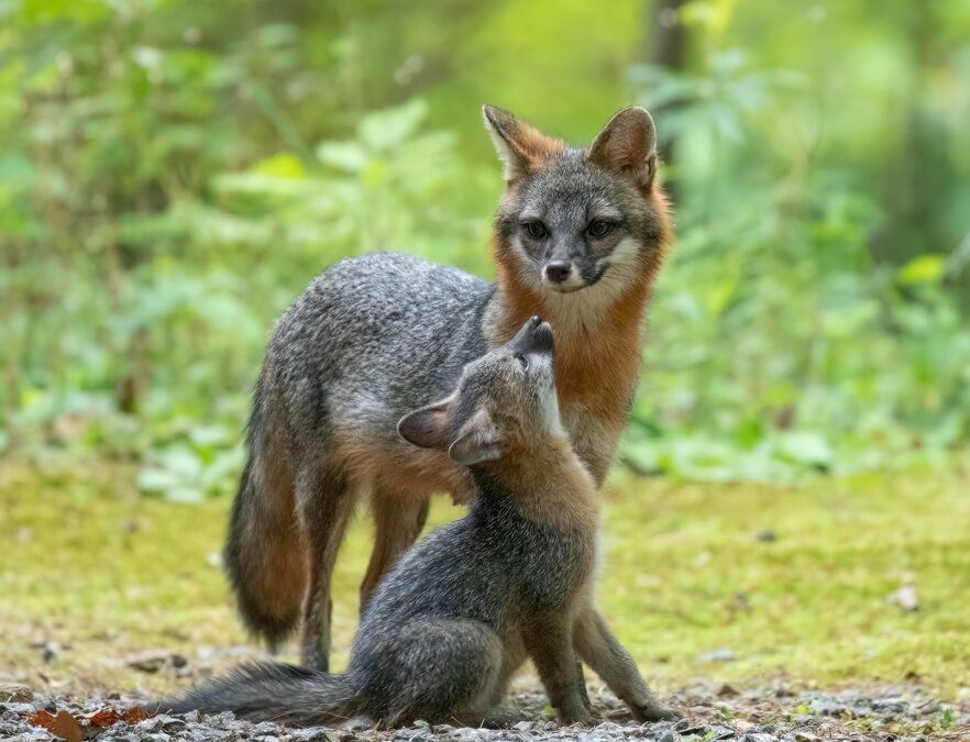 Gray Foxes: The Joy of Living with Them