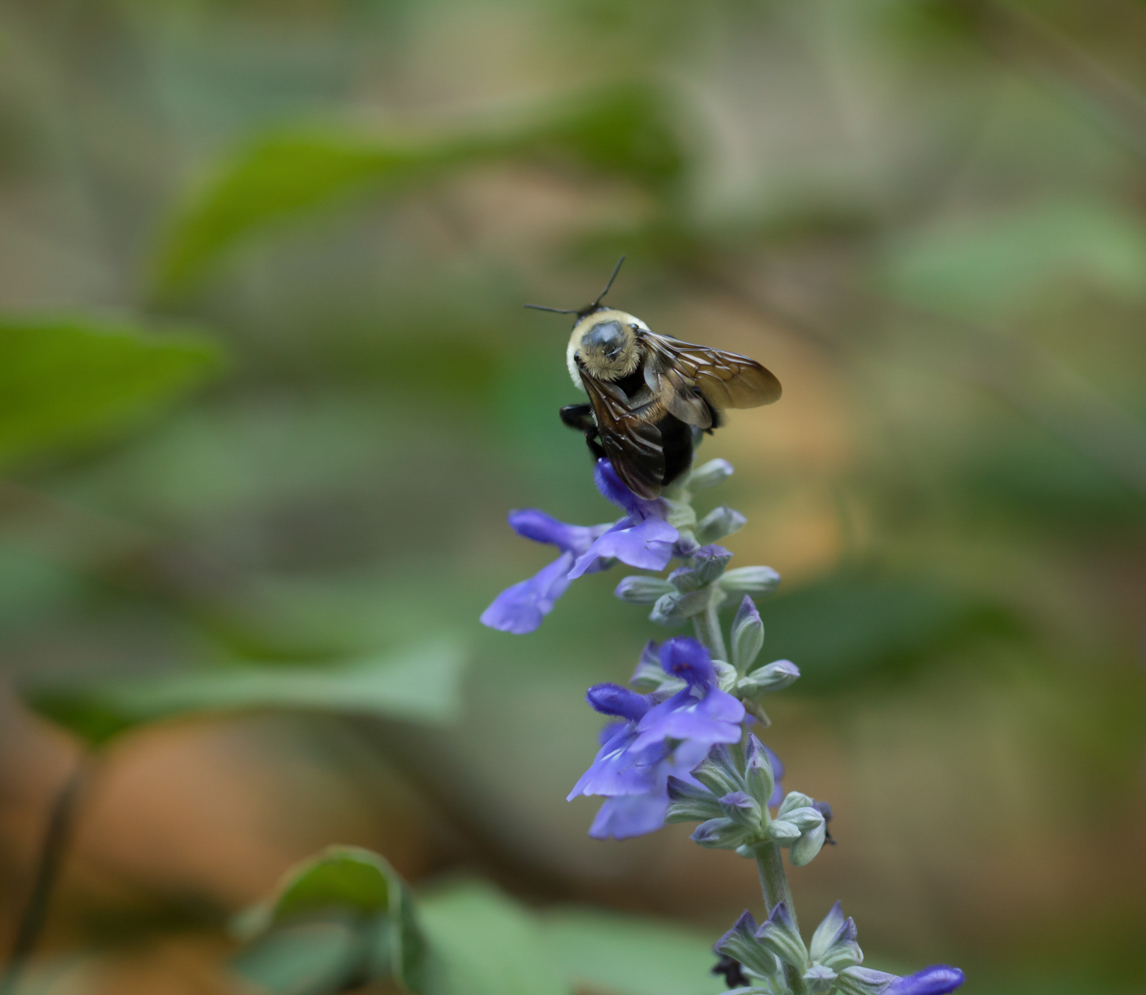 bees as pollinators