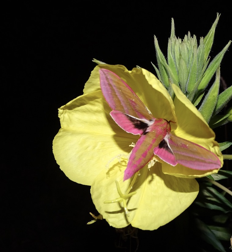 a moth on primrose