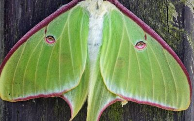 Moths vs Butterflies: Both are Amazing Pollinators