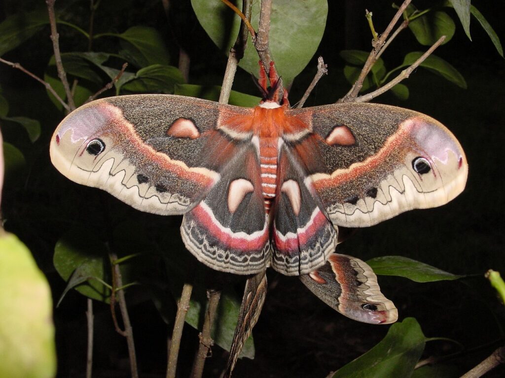 Moth vs butterfly