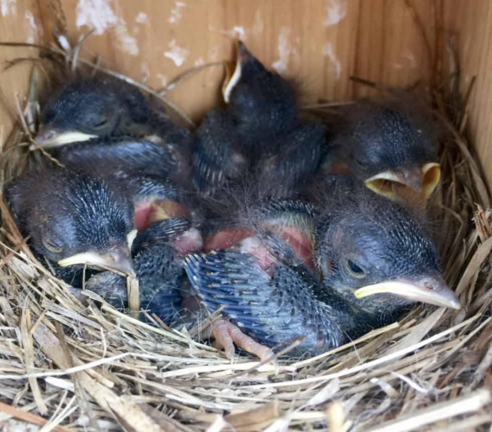 Snake Guards Help Save Bluebirds