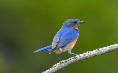 Snake Guards Can Help Save Your Bluebirds